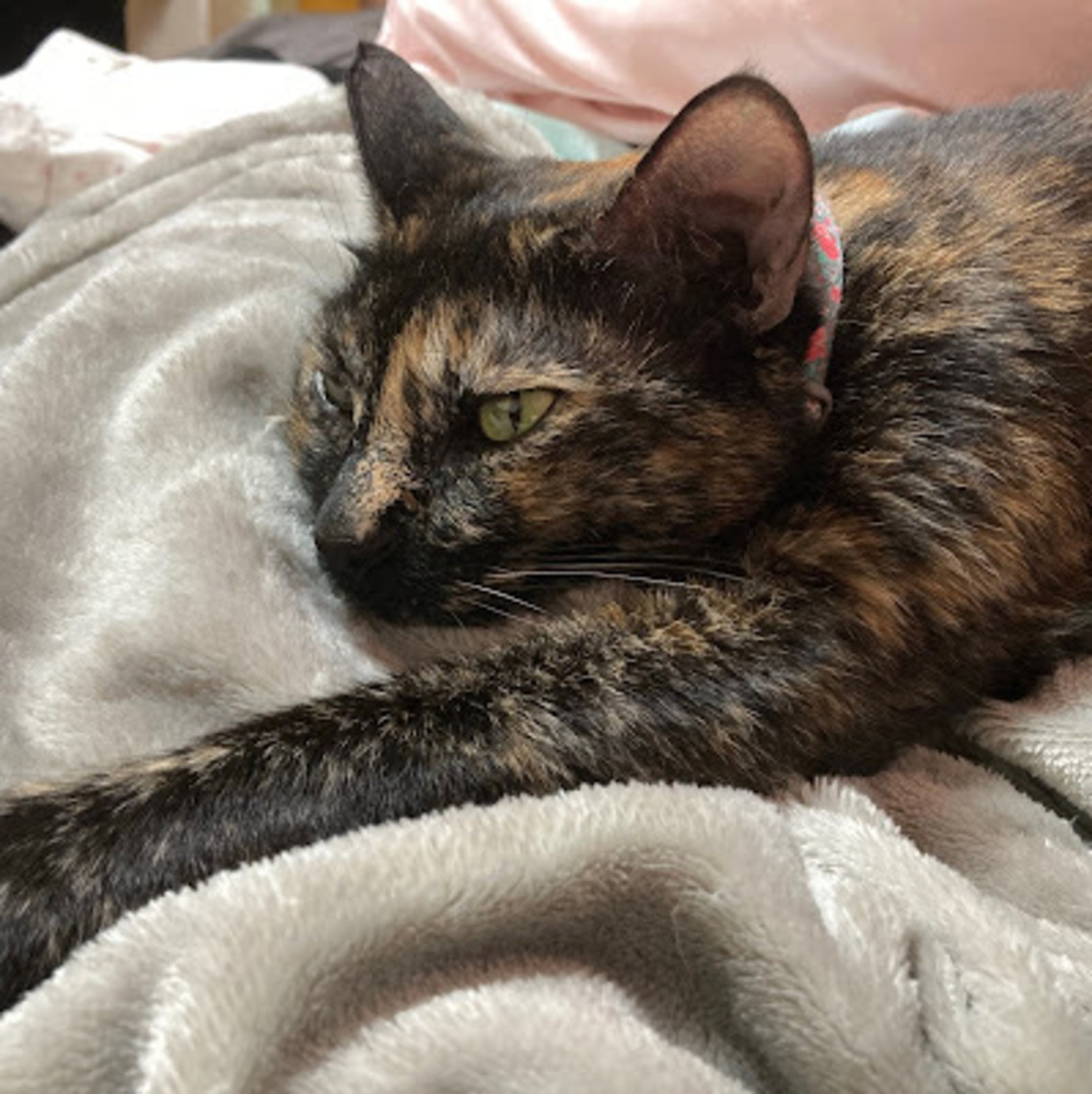 Meet your Posher, Brennan